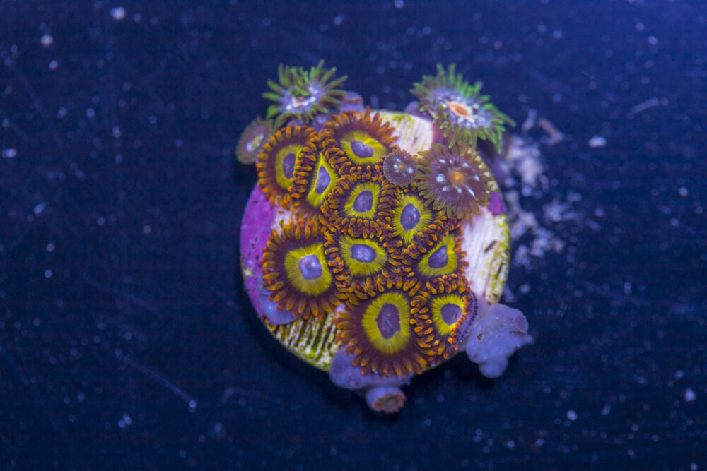 Zoanthids - Fruit Loops