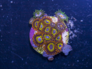 Zoanthids - Fruit Loops
