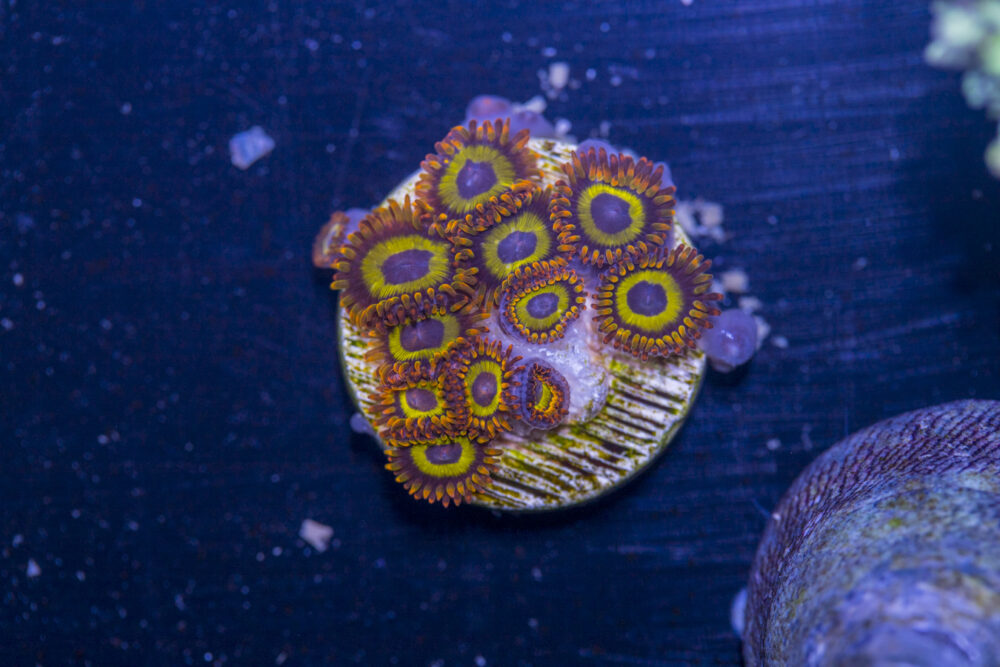 Zoanthids - Fruit Loops