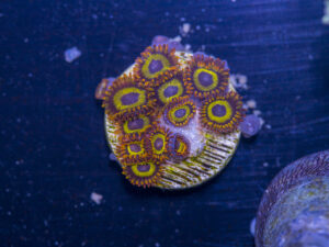 Zoanthids - Fruit Loops