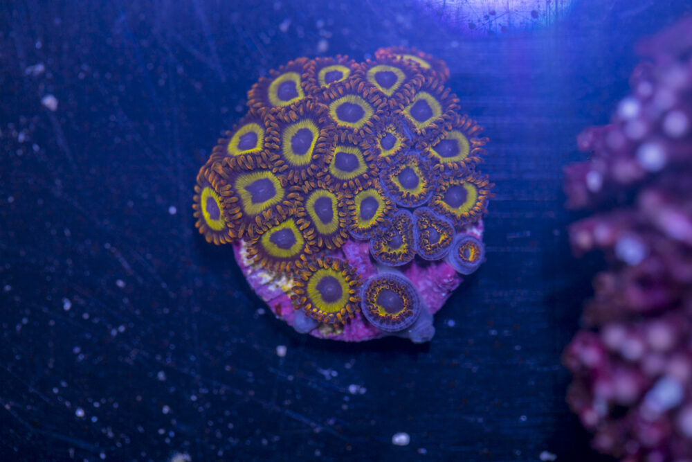 Zoanthids - Fruit Loops