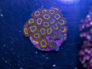Zoanthids - Fruit Loops