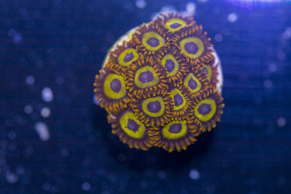 Zoanthids - Fruit Loops