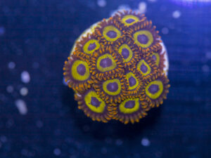 Zoanthids - Fruit Loops