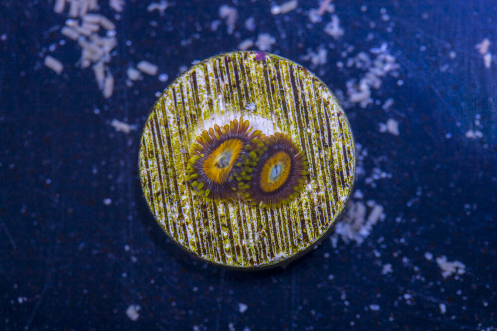 Zoanthids - Scrambled Eggs