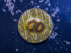 Zoanthids - Scrambled Eggs