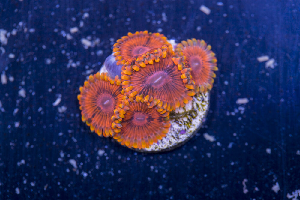 Zoanthids - KO Nightmare