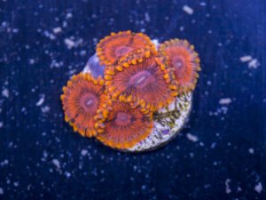 Zoanthids - KO Nightmare