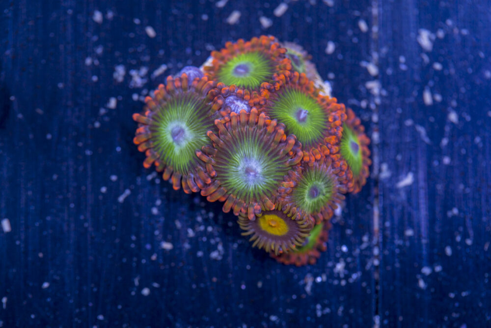 Zoanthids - Electric Oompa Loompas