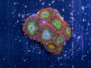Zoanthids - Electric Oompa Loompas