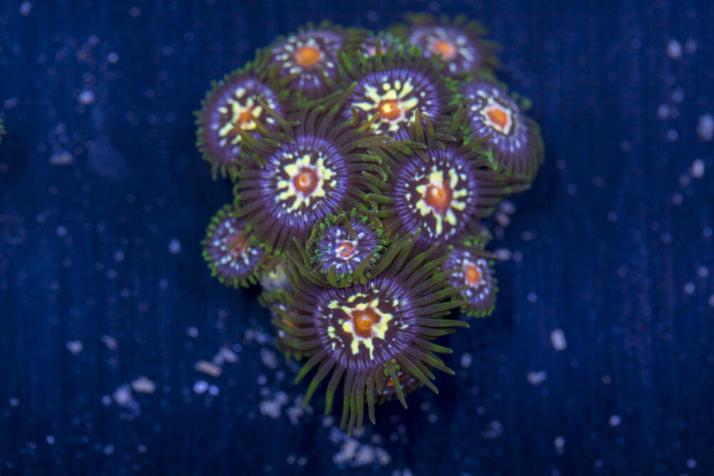 Zoanthids - Pinwheels