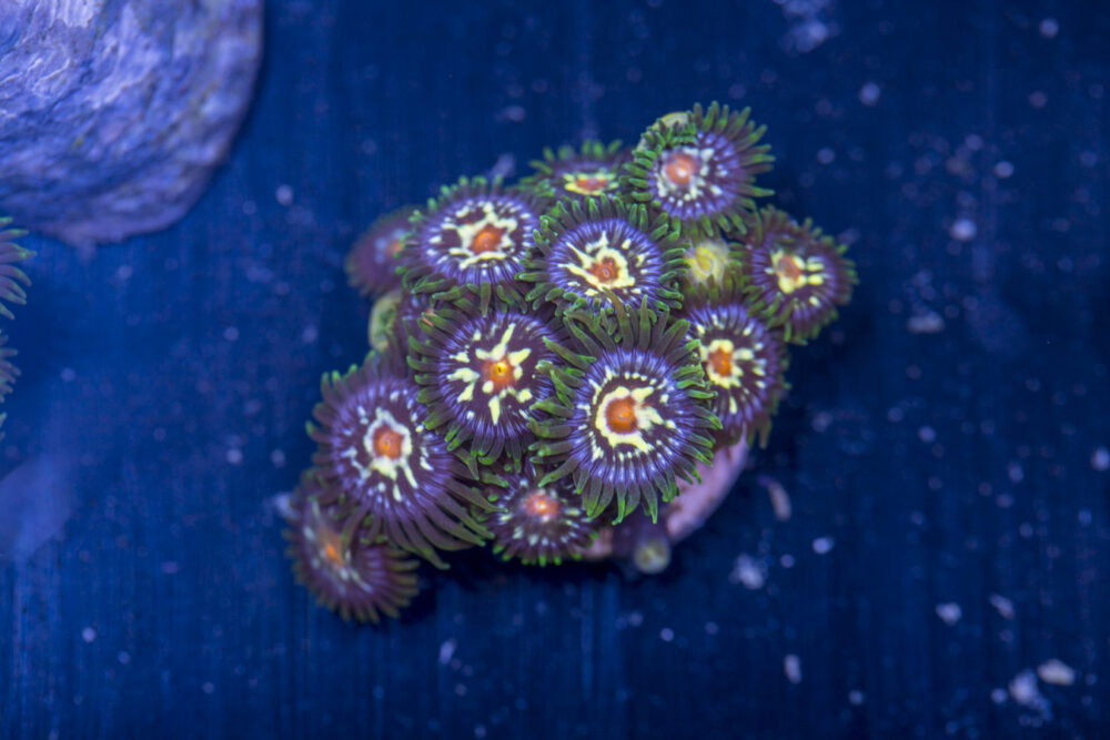 Zoanthids - Pinwheels