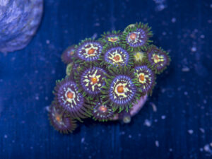 Zoanthids - Pinwheels