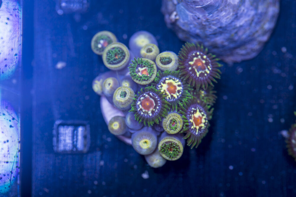 Zoanthids - Pinwheels