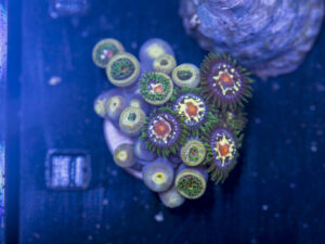 Zoanthids - Pinwheels