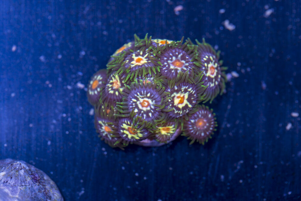 Zoanthids - Pinwheels