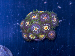 Zoanthids - Pinwheels