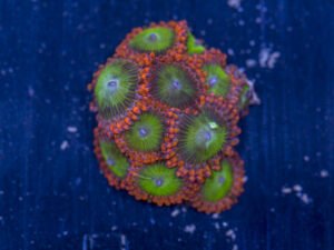 Zoanthids - Electric Oompa Loompas