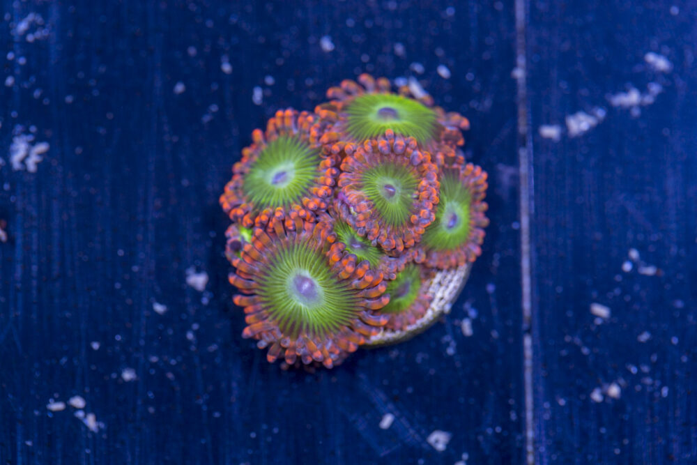 Zoanthids - Electric Oompa Loompas