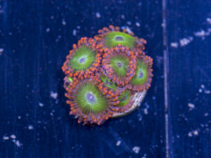 Zoanthids - Electric Oompa Loompas
