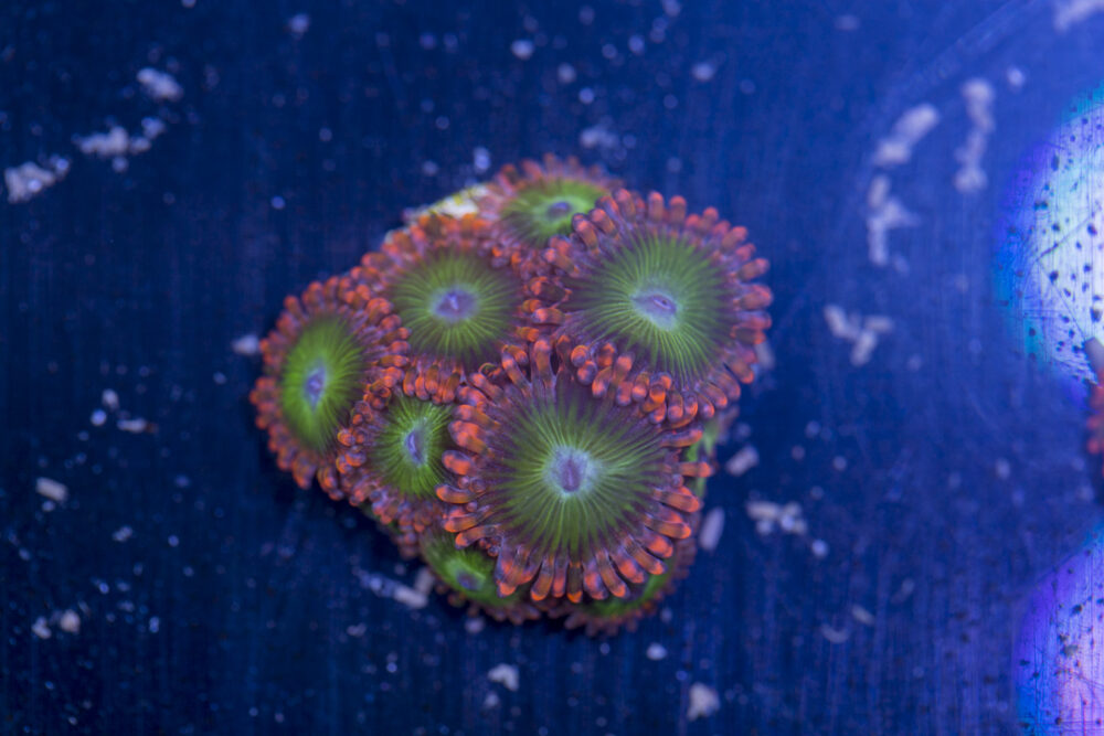 Zoanthids - Electric Oompa Loompas