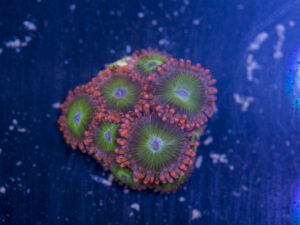 Zoanthids - Electric Oompa Loompas