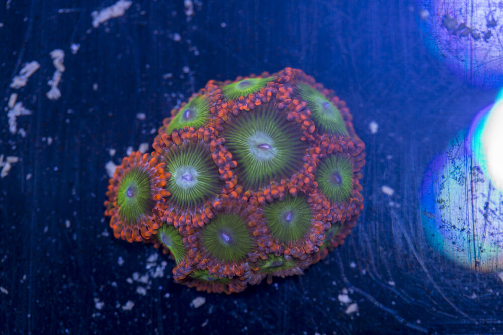 Zoanthids - Electric Oompa Loompas