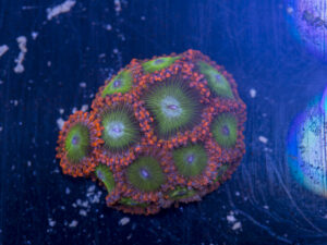 Zoanthids - Electric Oompa Loompas