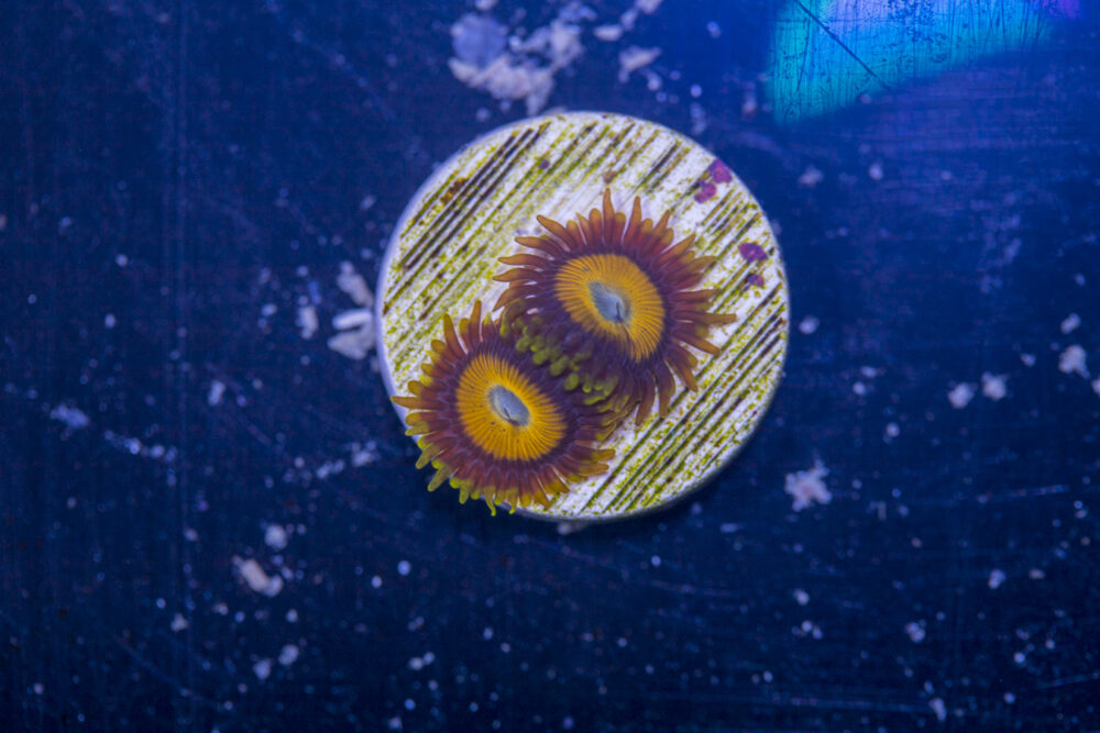 Zoanthids - Scrambled Eggs
