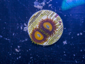 Zoanthids - Scrambled Eggs