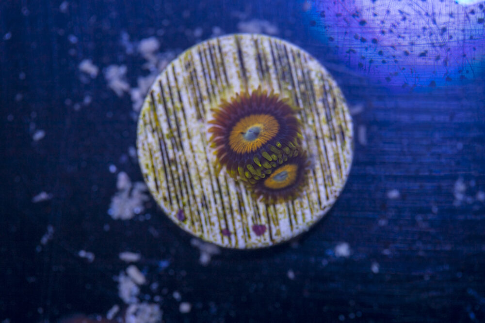 Zoanthids - Scrambled Eggs