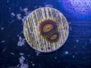 Zoanthids - Scrambled Eggs
