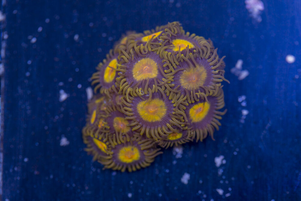 Zoanthids - King Midas