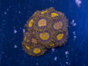Zoanthids - King Midas