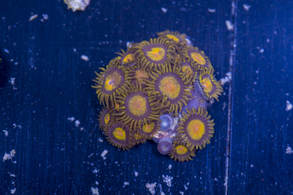 Zoanthids - King Midas