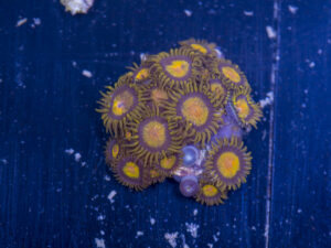 Zoanthids - King Midas
