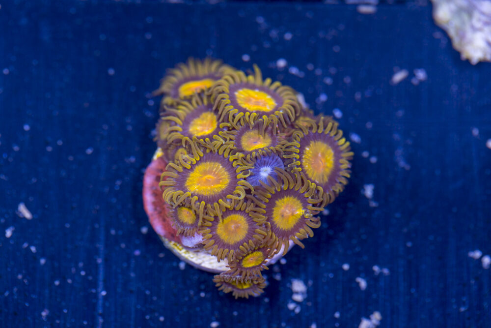 Zoanthids - King Midas