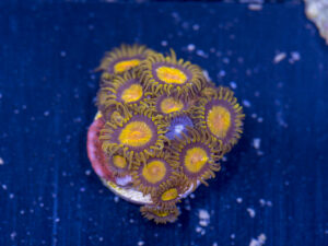 Zoanthids - King Midas
