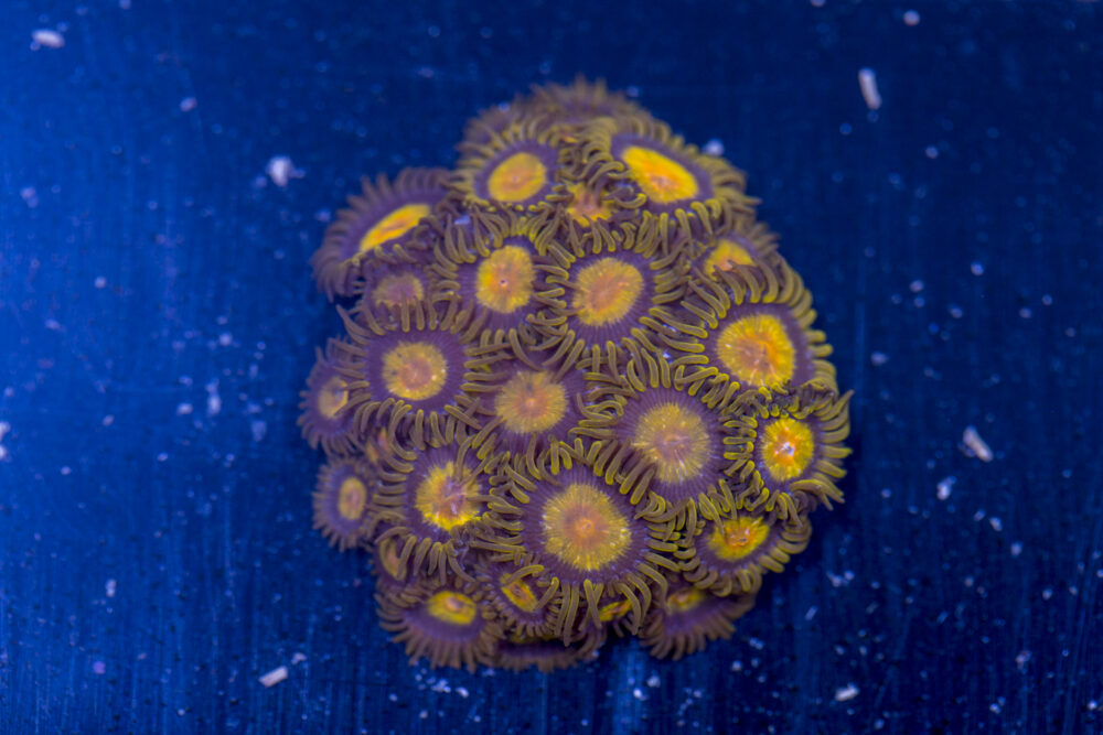 Zoanthids - King Midas