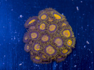 Zoanthids - King Midas