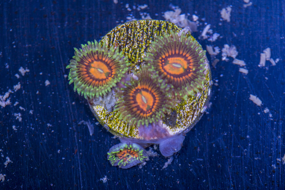 Zoanthids - Rainbow Incinerators