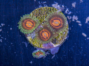 Zoanthids - Rainbow Incinerators