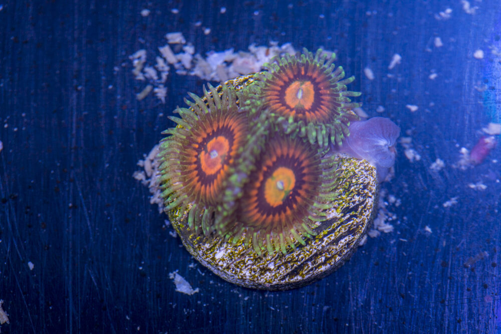 Zoanthids - Rainbow Incinerators