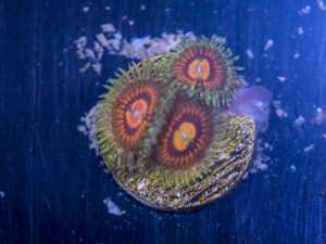 Zoanthids - Rainbow Incinerators