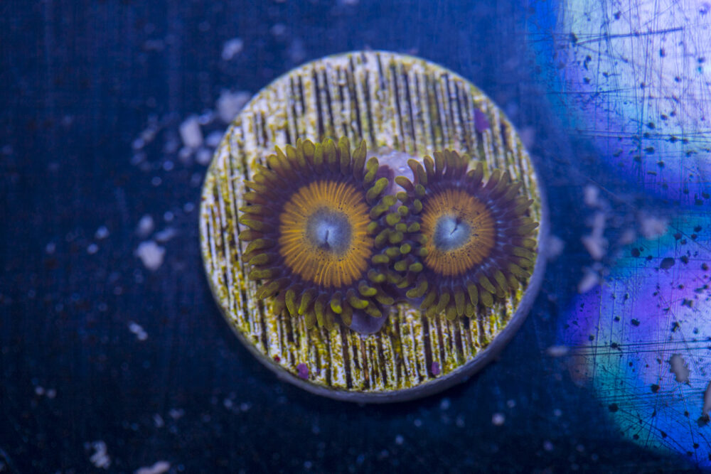 Zoanthids - King Midas
