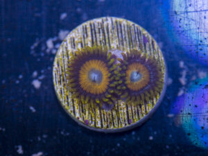 Zoanthids - King Midas