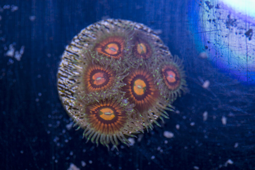 Zoanthids - Rainbow Incinerators