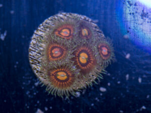 Zoanthids - Rainbow Incinerators