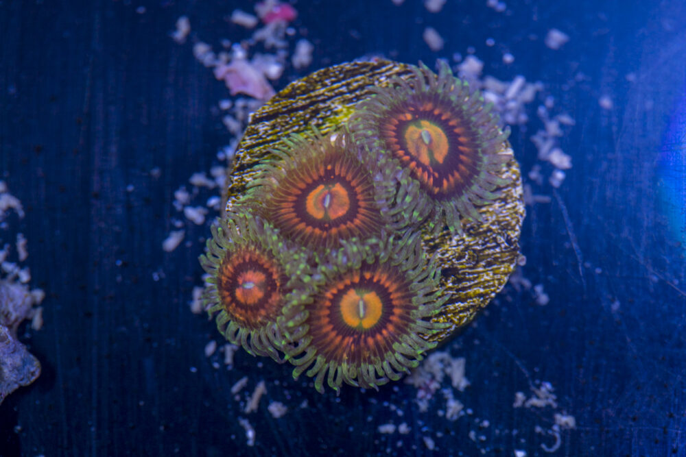 Zoanthids - Rainbow Incinerators