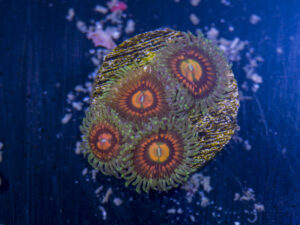 Zoanthids - Rainbow Incinerators
